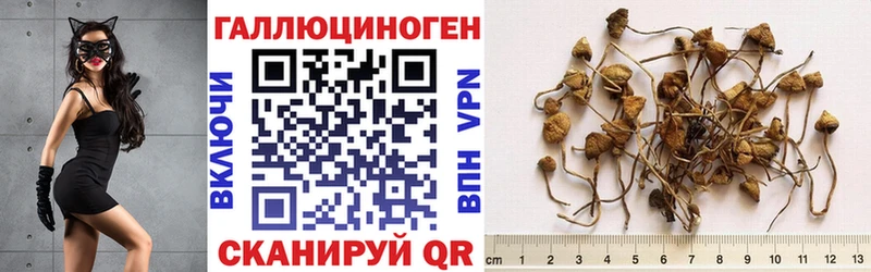 наркотики  Старая Русса  Галлюциногенные грибы Psilocybine cubensis 